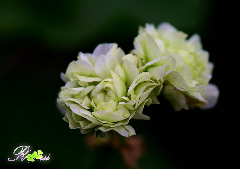 DSC_5589_����.jpg