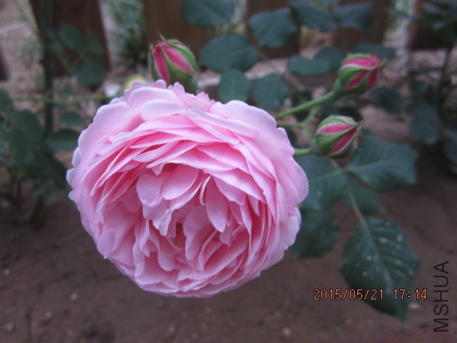 IMG_9095.JPG