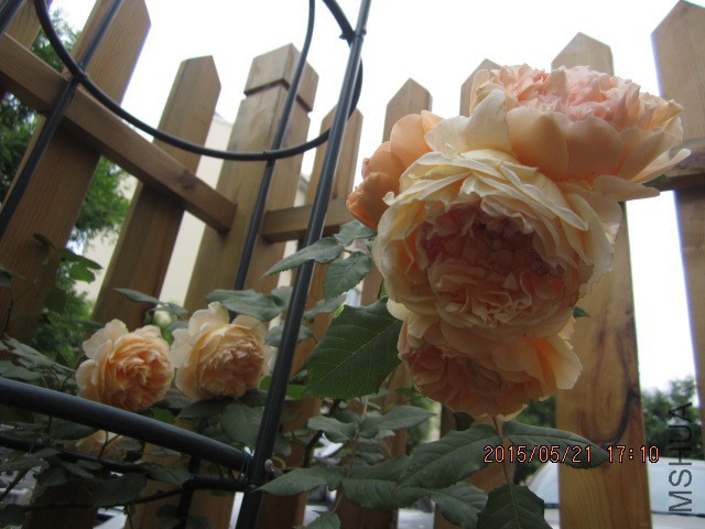 IMG_9084.JPG
