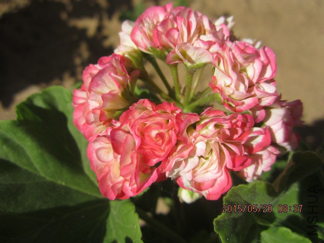 IMG_8989.JPG