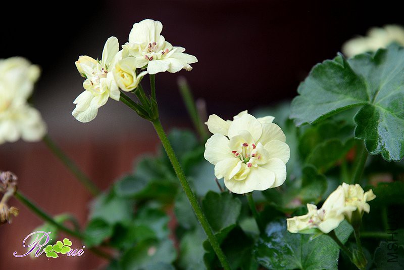 DSC_5624_����.jpg