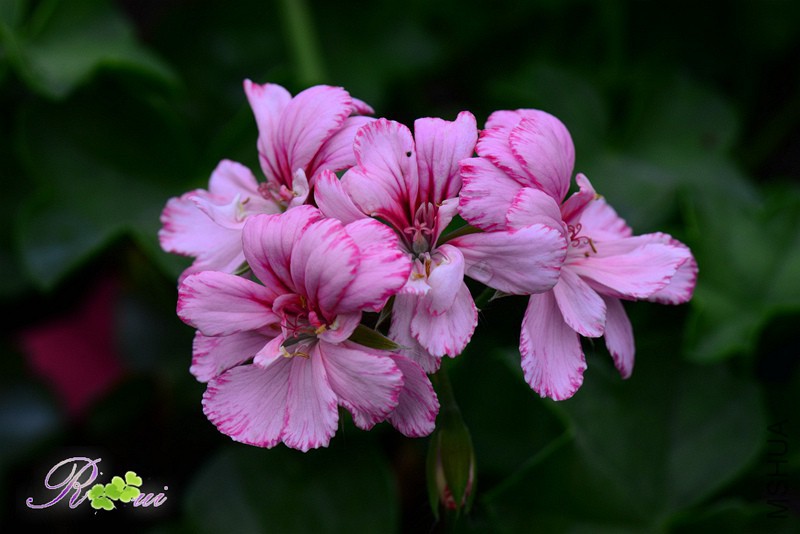 DSC_2623.jpg