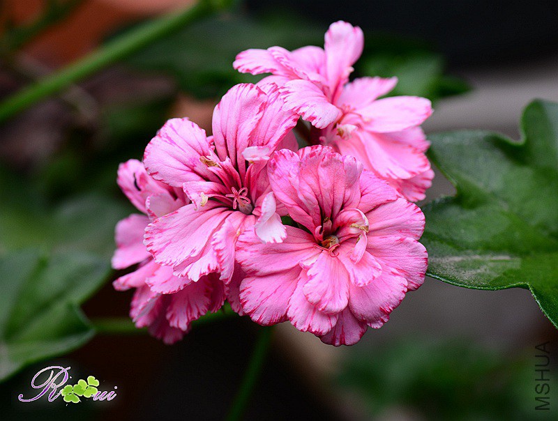 DSC_3531_����.jpg