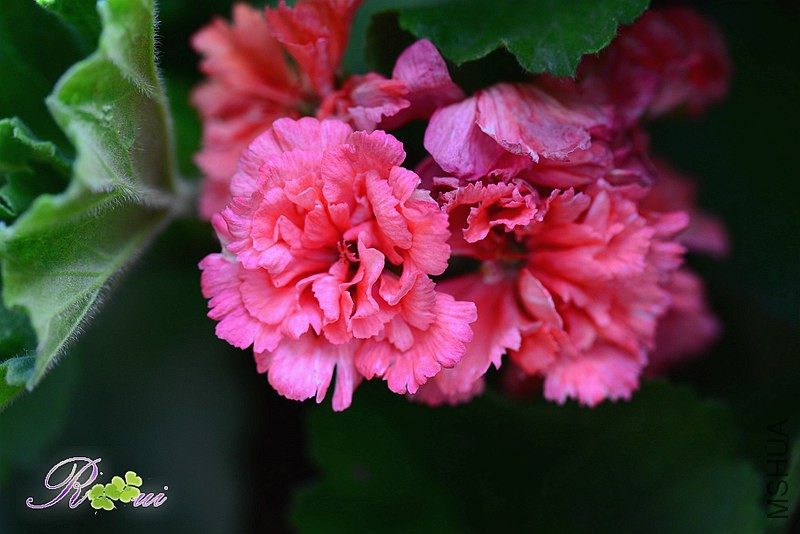 DSC_4975_����.jpg