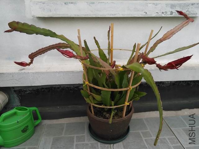 IMG_20150518_103720.jpg