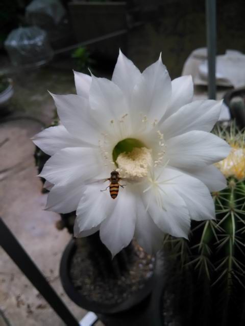 IMG_20150520_062346.jpg