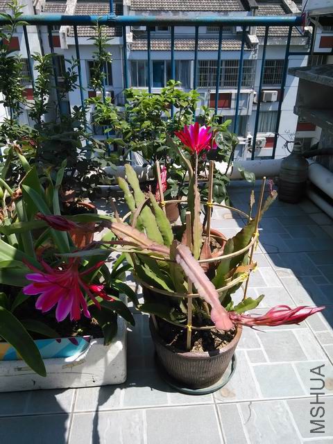 IMG_20150521_102844.jpg