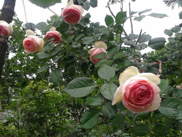 20150415_081019_resized.jpg