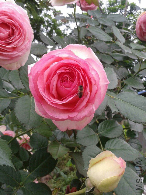 20150423_152335_resized.jpg