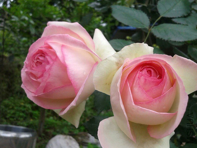 20150423_152404_resized.jpg