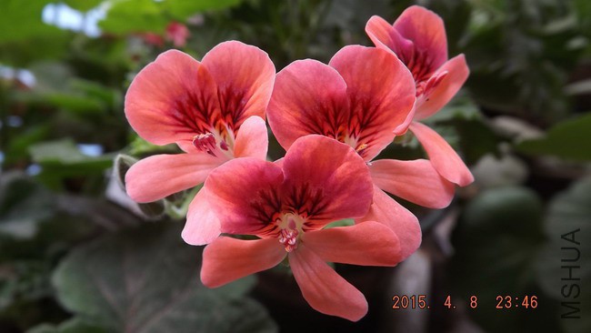 DSCF2646.jpg