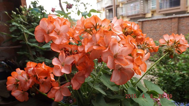 DSCF2656.jpg