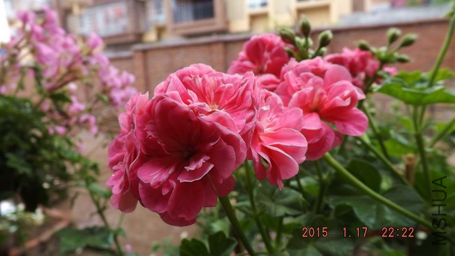 DSCF2673.jpg