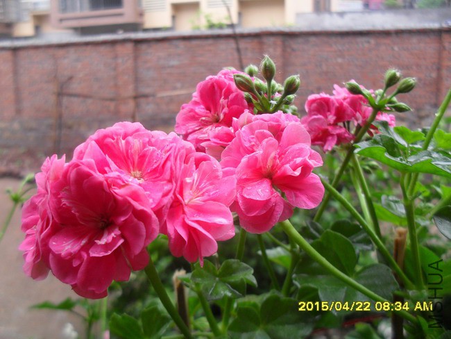 SDC11628.jpg