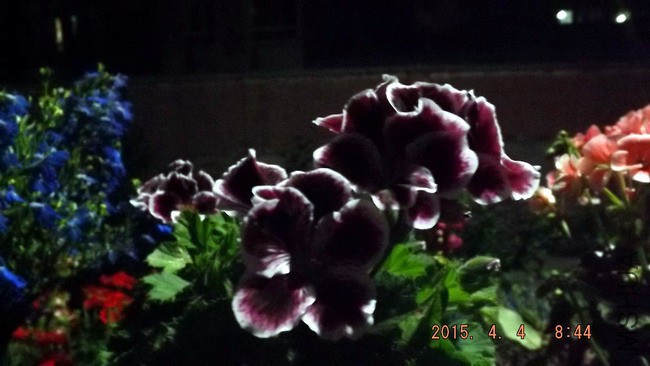 DSCF2621.jpg