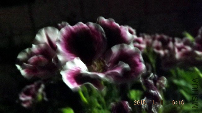 DSCF2733.jpg