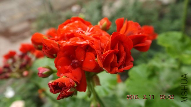 DSCF2705.jpg