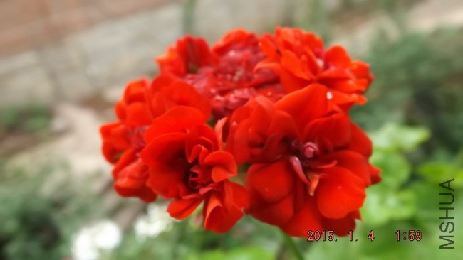 DSCF2752.jpg