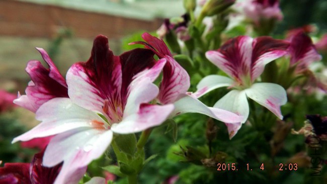 DSCF2765.jpg