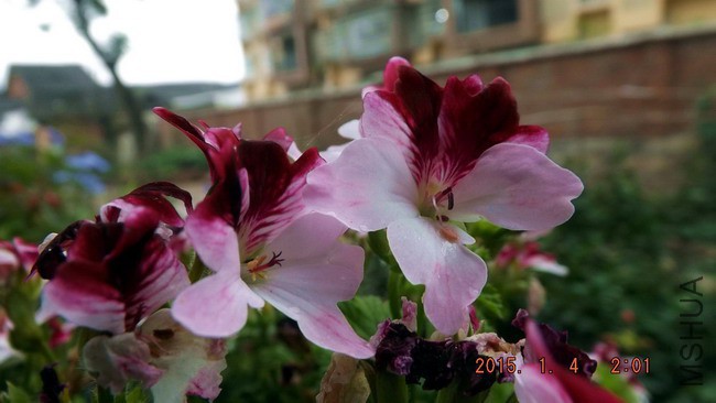 DSCF2759.jpg