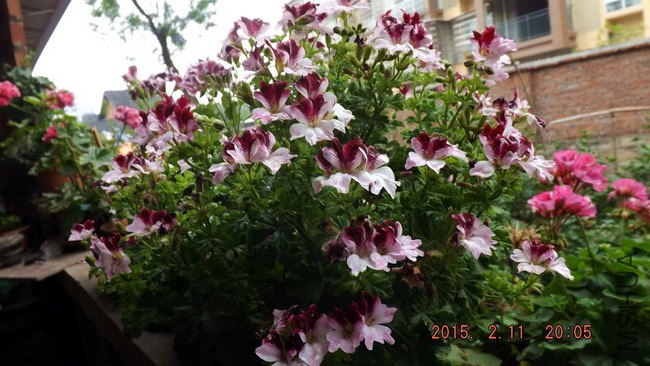 DSCF2713.jpg