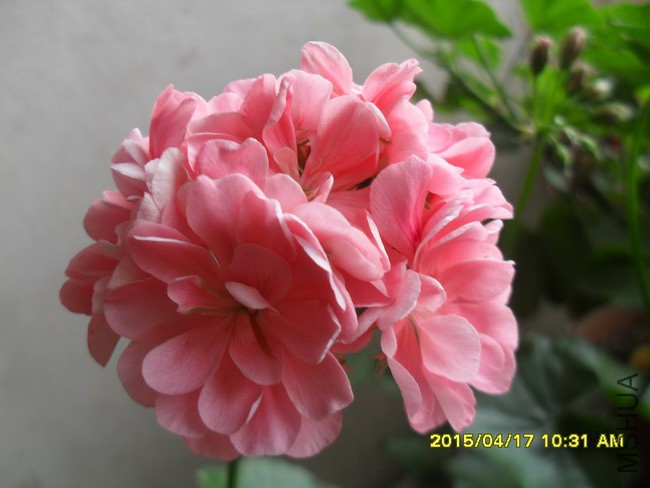 SDC11611.jpg