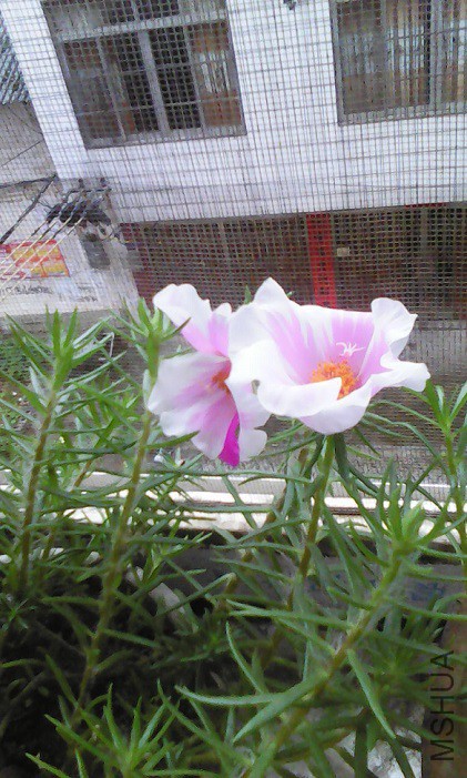 ������֣������ĵ���̫����