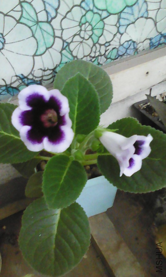 ��һ�ִ���ͩ���ˣ���ɫ�е����