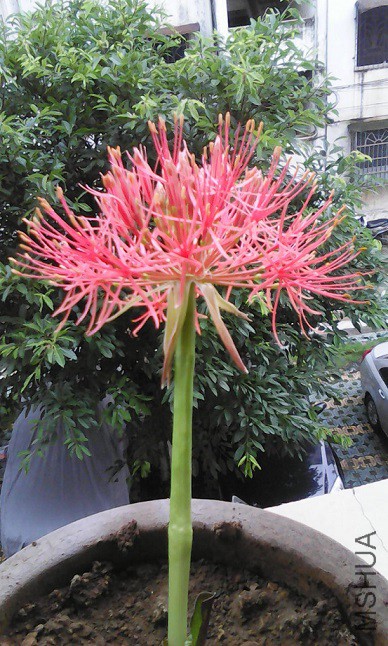 ���򻨣�Ҷ��û�������ȿ�