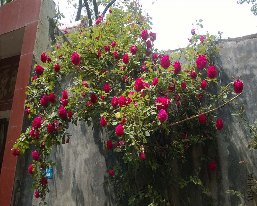 WP_20150505_010.jpg