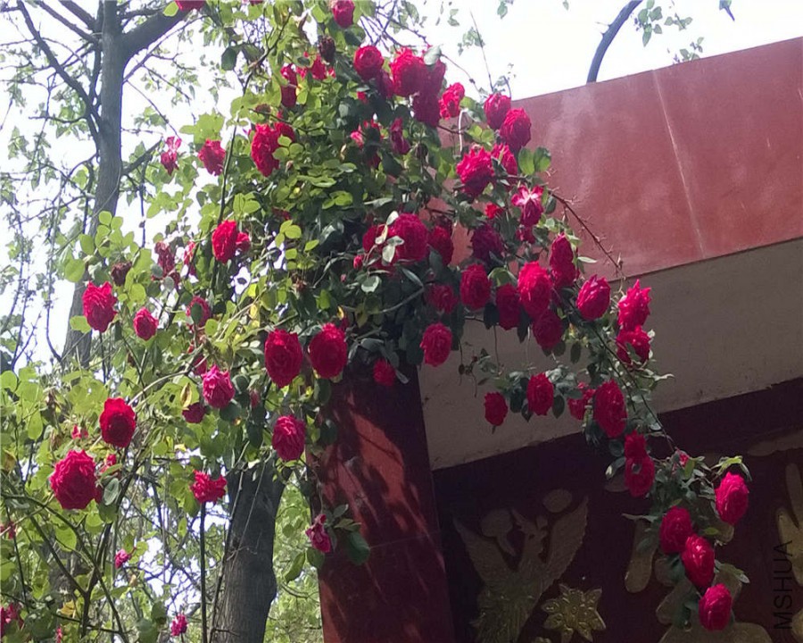 WP_20150505_011.jpg