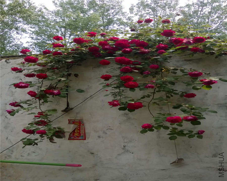 WP_20150505_012.jpg