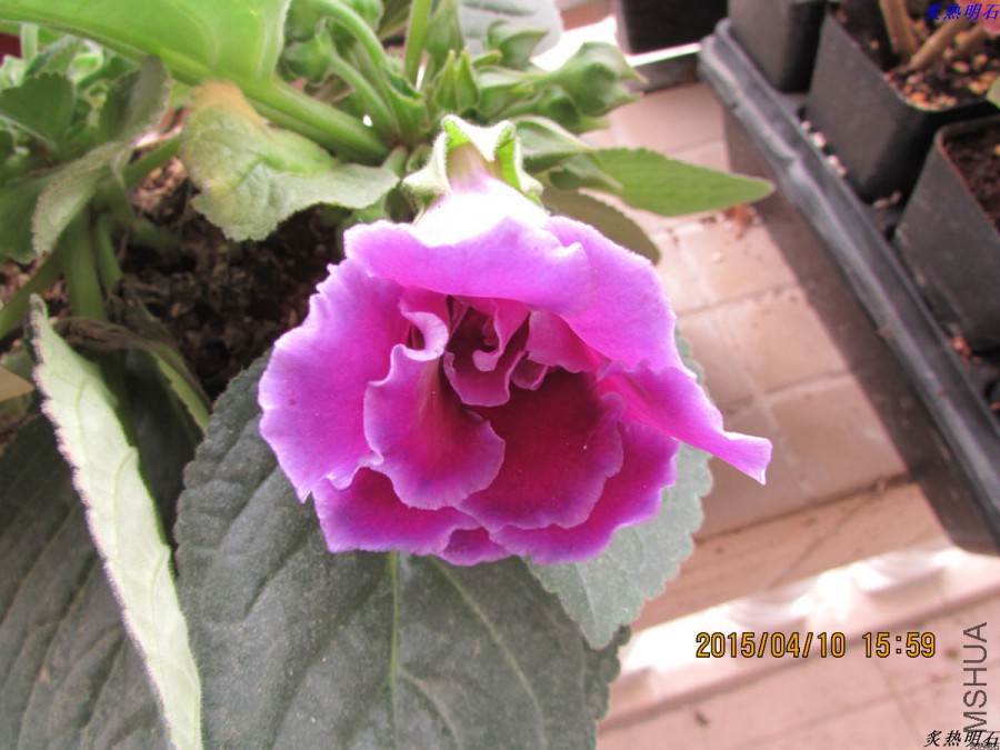 IMG_3053_nEO_IMG.jpg