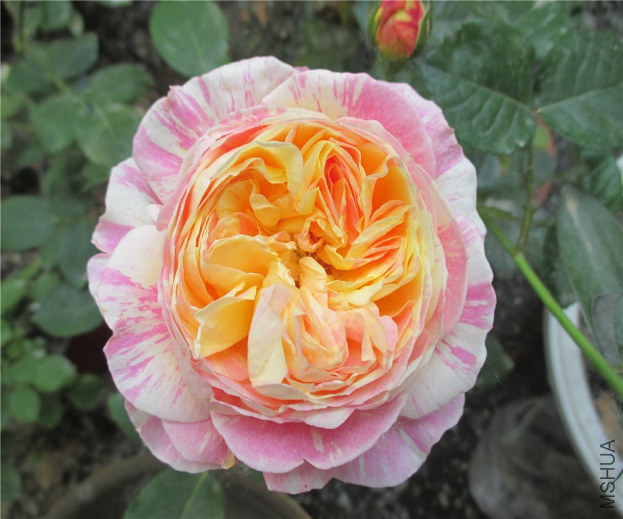 IMG_1214.jpg