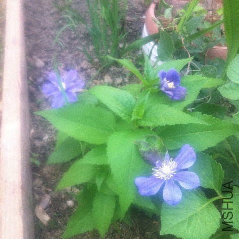 ��������ͷ�绨