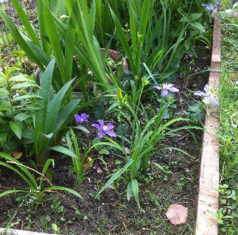 �����������绨