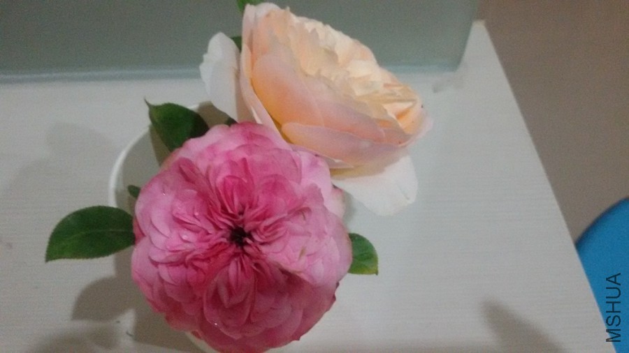 20150522_210944.jpg