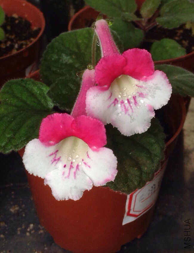 ������õ��