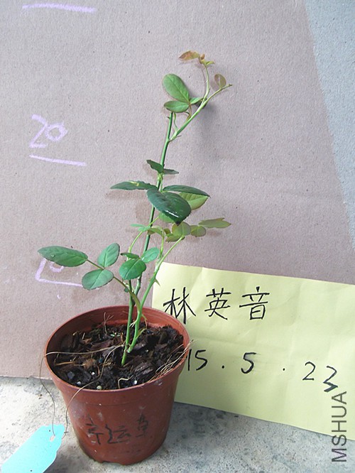 DSCF1433.JPG