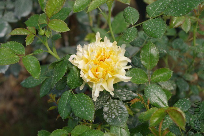 IMGP1467.JPG