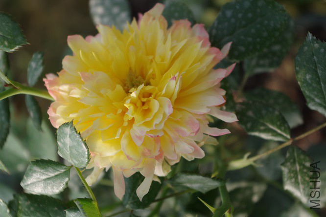 IMGP1524.JPG
