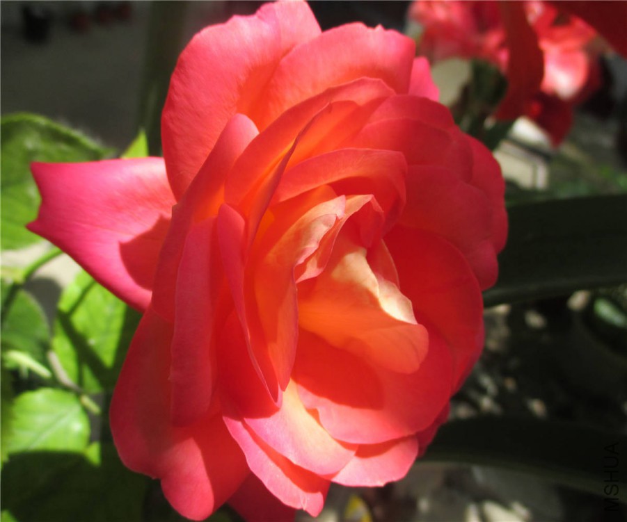 IMG_1286.jpg