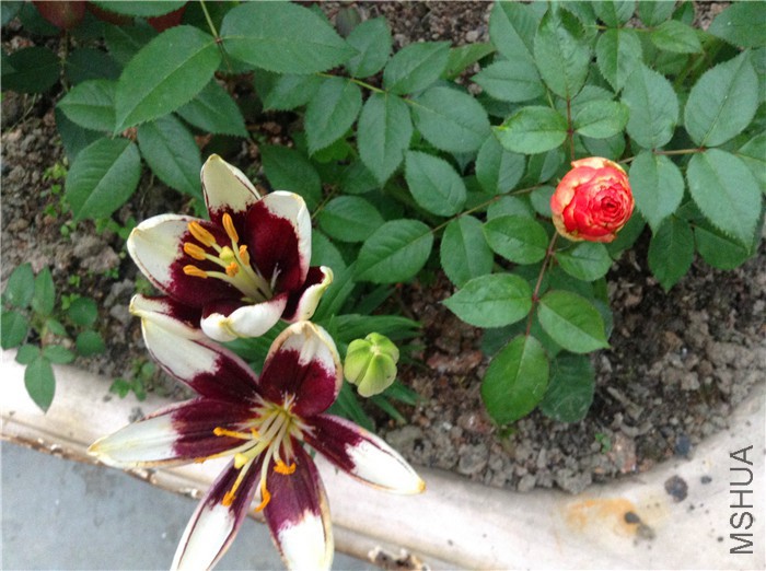 2015-05-23 182218.jpg