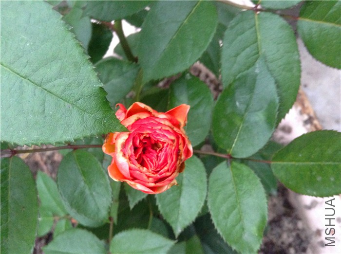 2015-05-23 182208.jpg