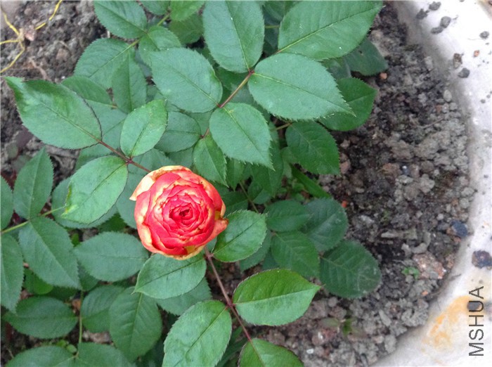 2015-05-23 182246.jpg