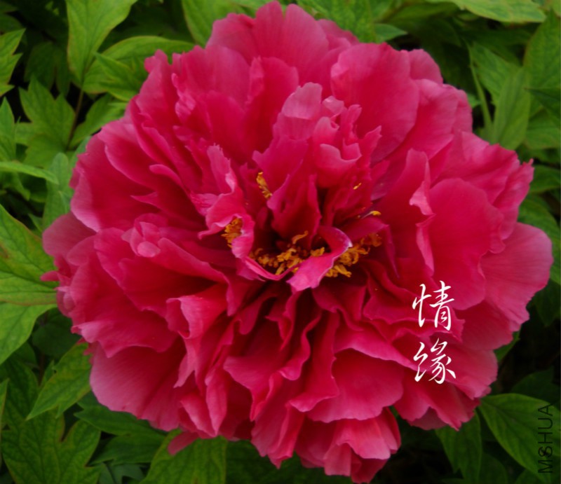 ��Ƭ 086_meitu_4_meitu_5.jpg