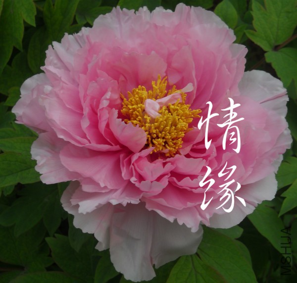 ��Ƭ 177_meitu_6.jpg