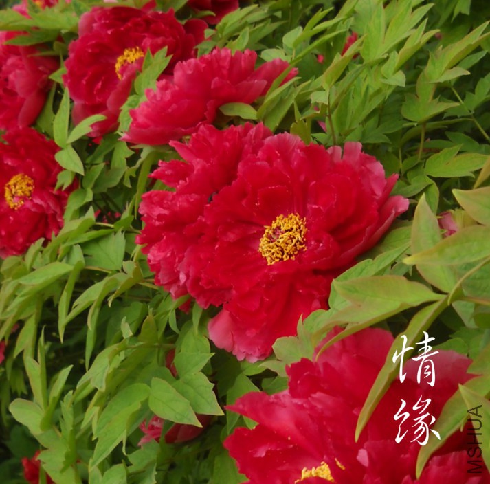 ��Ƭ 211_meitu_11.jpg