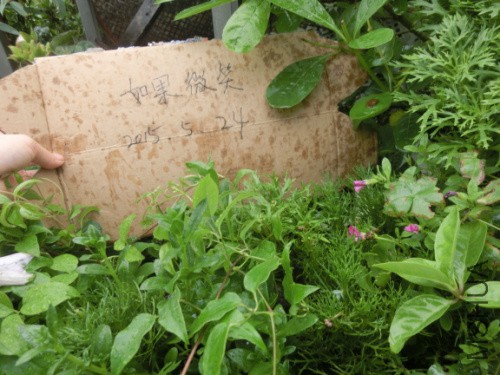 CIMG8724.jpg