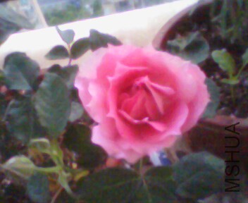 IMG3893A.jpg